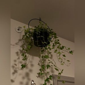 Hanging plant holder